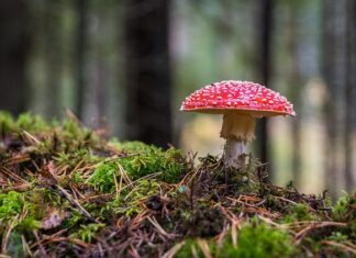 Dlaczego po wymianie okien pojawił się grzyb?