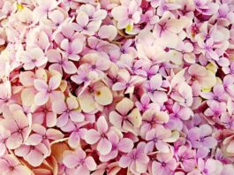 Co zrobić żeby hortensja miała dużo kwiatów?