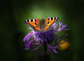 Czym Przeciąć miedz?