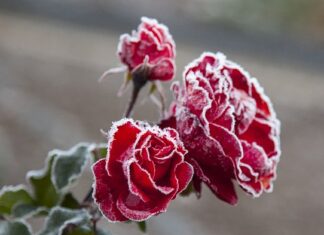 Co robimy w ogrodzie w lipcu?