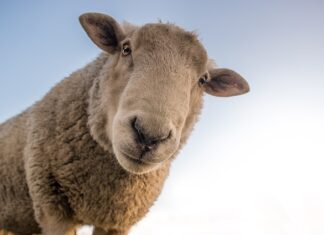 Czy wełna mineralna gnije?