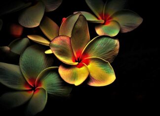 Do czego służy multi tool? Do czego służy multi tool?