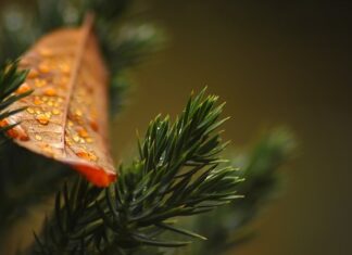 Czy tuje lubią mokro? Czy tuje lubią mokro?