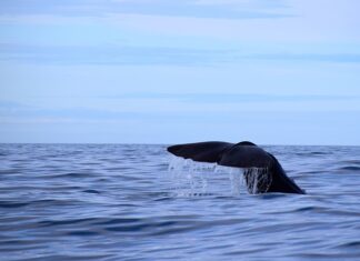 Ile powinna wynosić minimalna grubość okładzin na szczękach hamulcowych?