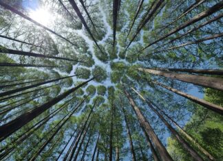 Czy warto zamontować daszek na kominie? Czy warto zamontować daszek na kominie?